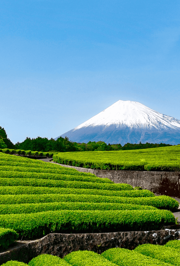 富士山と茶畑の写真